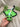Phoebe das Drachen Schmusetuch